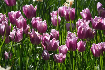 tulipani viola
