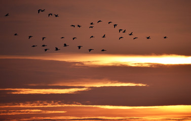 Gänse bei Sonnenaufgang