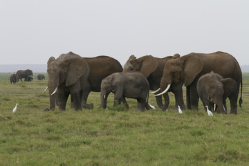 Naklejka na ściany i meble gruppo di elefanti