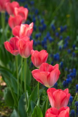 Tulipani rossi in prospettiva