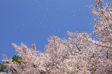 桜吹雪