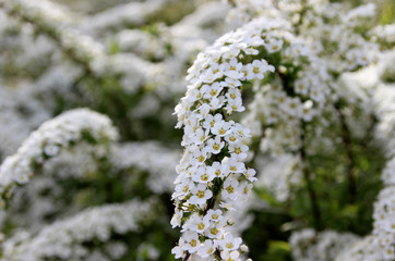 Spiraea.flowering spiraea.