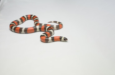 Naklejka premium snake