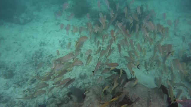 Schools of tropical fish swimming around a coral reef in Riviera Maya Mexico. Slow motion 120fps