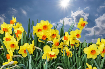 meadow with flowers of daffodils on sky background