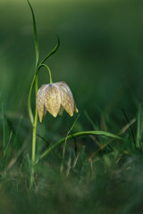 Fritillaria 
