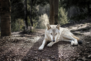 Fototapeta premium Canis lupus - der einsame Wolf