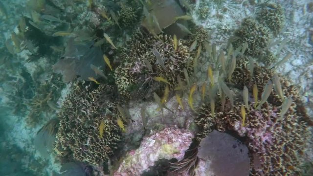 Schools of tropical fish swimming around a coral reef in Riviera Maya Mexico. Slow motion 120fps