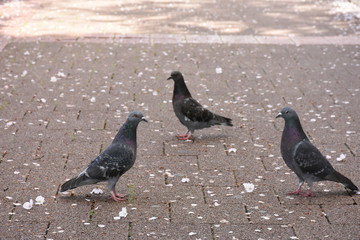 鳩と散った桜