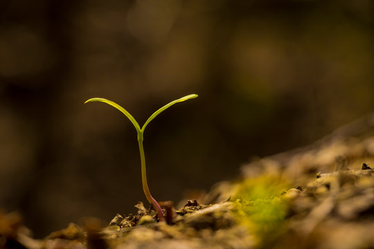 Closeup of seedlings with dark blurred background