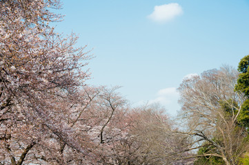 Obraz na płótnie Canvas Beautiful cherry blossom sakura in spring time over blue sky.