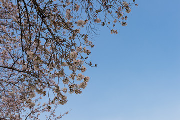 Beautiful cherry blossom sakura in spring time over blue sky.