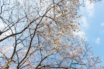 Beautiful cherry blossom sakura in spring time over blue sky.