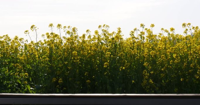 Bench in front of Swaying rape flowers