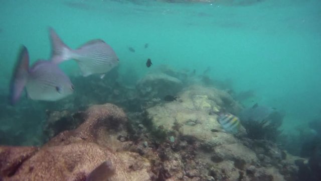 Schools of tropical fish swimming around a coral reef in Riviera Maya Mexico. Slow motion 120fps