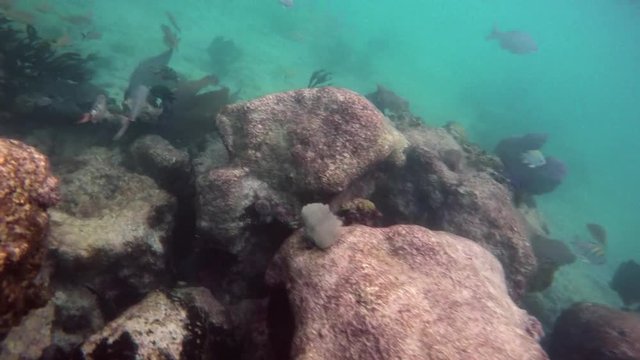 Schools of tropical fish swimming around a coral reef in Riviera Maya Mexico. Slow motion 120fps