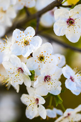 Blossom flowers as a colorful background, macro photo