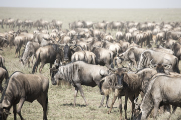 Moving herd of  wildebeest in great migration in Serengeti National Park, Tanzania