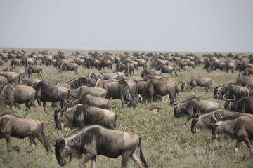 Moving herd during wildebeest great migration in Serengeti National Park, Tanzania