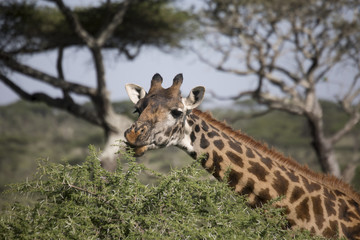 Giraffe grazing on tree top, Serengeti, Tanzania