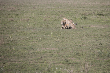 Cheetah training hunt, Serengeti, Tanzania