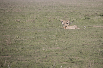 Cheetah training hunt, Serengeti, Tanzania