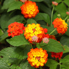 Lantana orange