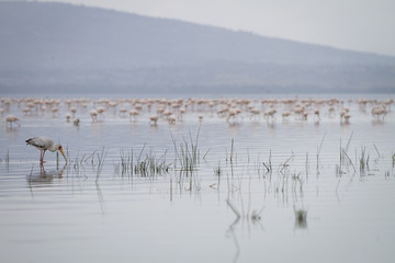pelicani e fenicotteri