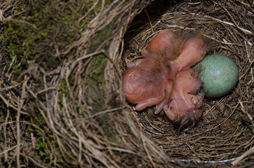 Drossel im Nest mit Ei und Küken