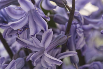 Macro view of fresh violet hyacinth blossom.