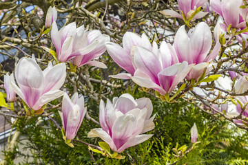 blooming magnolia tree under blue sky