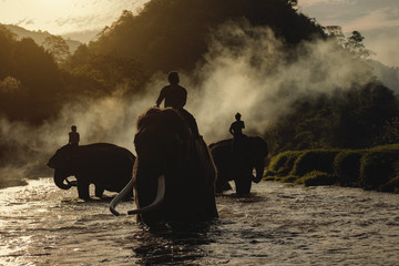 Obraz na płótnie Canvas elephant bathing