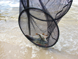 Fish from the lake. Perch , pike in the cage.