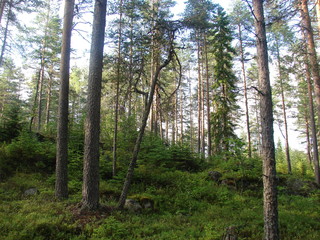 northern forest. Karelia