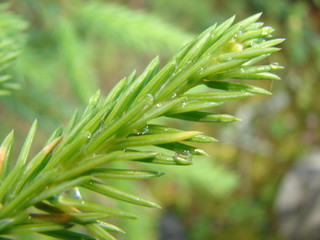 Close up of rain drops on green pine needles with fresh green copyspace