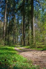 idyllischer Weg im Wald mit viel Grün im Sommer