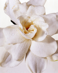 White Rose