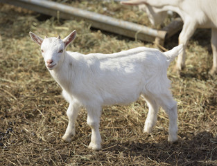 Obraz premium White Baby Goat in a Barn Yard