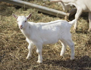 White Baby Goat in a Barn Yard
