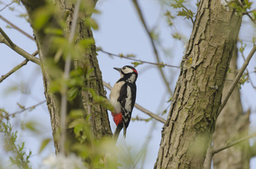 Woodpecker heals tree
