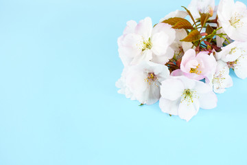 Twig of white cherry blossom flowers on light blue background with lots of copy space.
