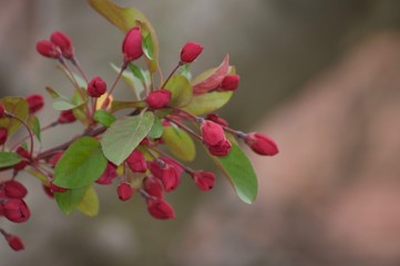 Fototapeta na wymiar Flowering Buds On A Tree