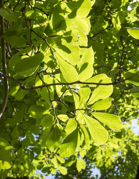 Bright Green Chestnut Leaves Lit by Sunlight