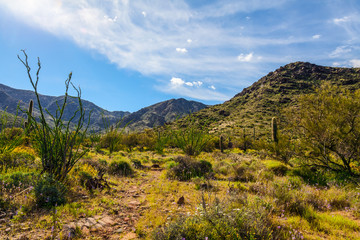 Harquuahala Trail, Arizona. This trail is beautiful, steep, remote, and there were lots of wildflowers in March of 2017.