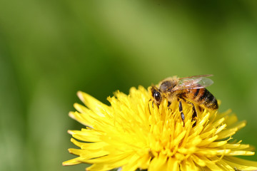 Honeybee covered in pollen going through a yellow dandelion flower against a blurred green background