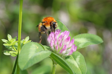 Bumble bee on a white and pink wild flower with green leaves 