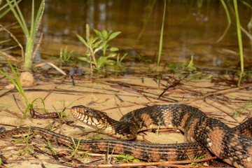 Fototapeta premium Banded Water Snake