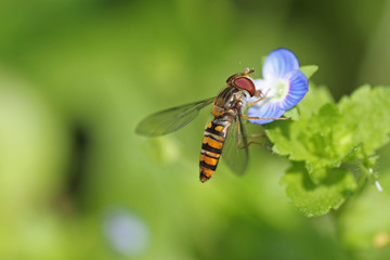 Colorful fly on a forget-me-not flower against a bright green background