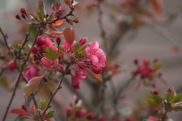 Flower Red