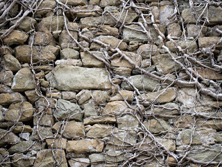 Dead creeper pant, maybe ivy, on ancient stone wall